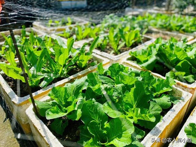 
        蔬菜价格疯涨，2023年种地能不能挣钱？种菜能不能够赚钱？        