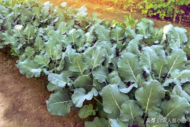 
        蔬菜价格疯涨，2023年种地能不能挣钱？种菜能不能够赚钱？