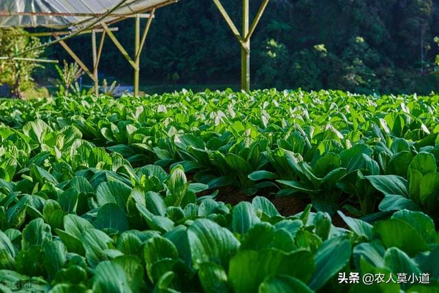 
        蔬菜价格疯涨，2023年种地能不能挣钱？种菜能不能够赚钱？        