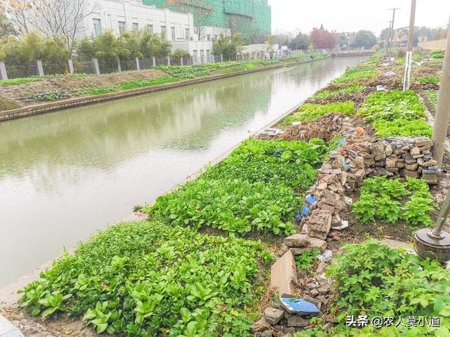 
        蔬菜价格疯涨，2023年种地能不能挣钱？种菜能不能够赚钱？        