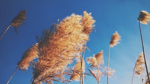 成年人真正的清醒:赚钱,谋生