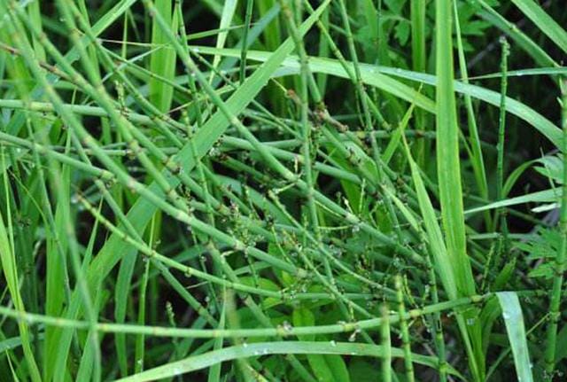 【蕨类植物用什么药除草】笔管草是什么杂草？用哪些除草剂能够防治？