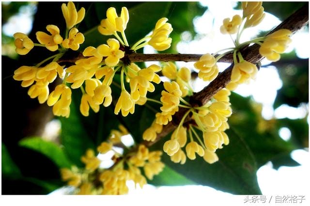 【什么植物花最香】中国9种最香的花：一种会为你引路，一种提炼的香精比黄金还贵！