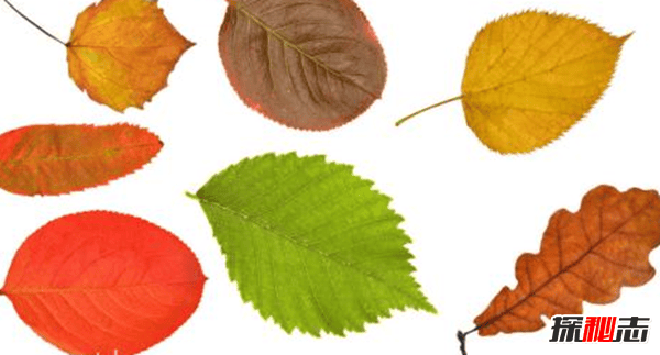 树叶为什么会改变颜色 树叶变色的原因揭秘