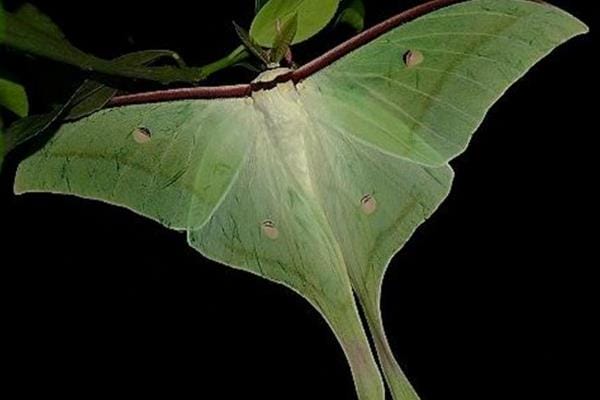 紫薇绿尾大蚕蛾 长有燕尾的绿色蛾 对树叶危害极大