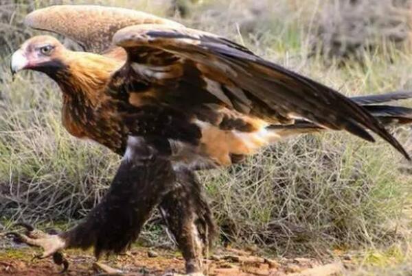 楔尾雕 澳大利亚最大猛禽 食量大 吃体重一半的肉