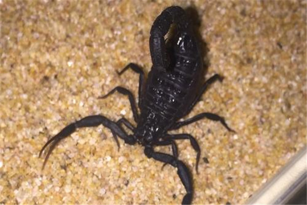 伊朗黑尾鳄背蝎介绍 通体黑色 生活在沙漠地区