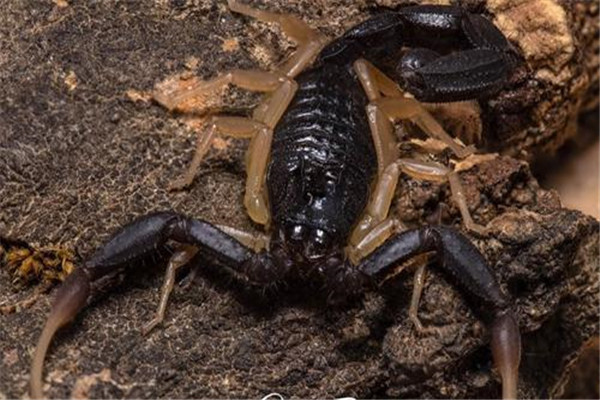 伊朗黑尾鳄背蝎介绍 通体黑色 生活在沙漠地区