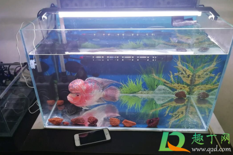 买鱼缸多大的好 买鱼缸需要看风水吗