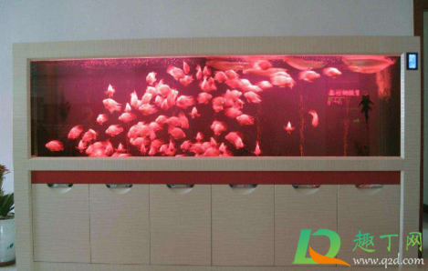 买鱼缸多大的好 买鱼缸需要看风水吗