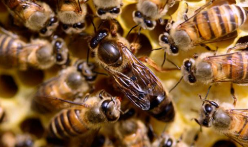 30只蜜蜂1只蜂王能繁殖吗 买只蜂王能吸引到蜜蜂吗
