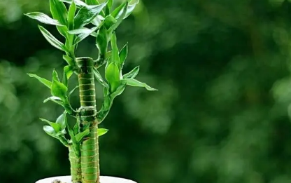 富贵竹水养多久能生根 富贵竹怎么能快速的泡出根来