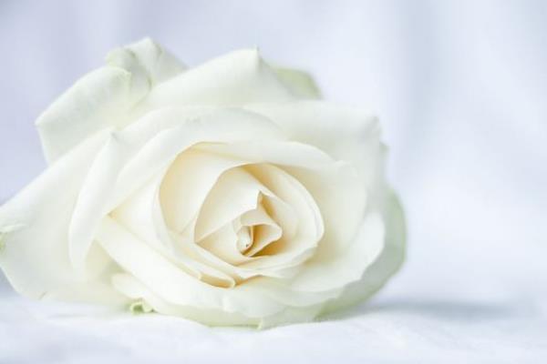 白玫瑰代表什么 表达纯洁浪漫的爱情 适合初恋