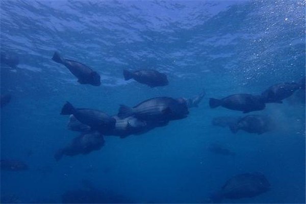 隆头鹦哥鱼 白天比较活跃晚上集中在一个地方休息
