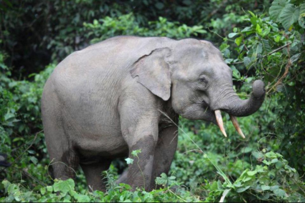 婆罗洲象 世界上体型最小的象 身高不足2 5米