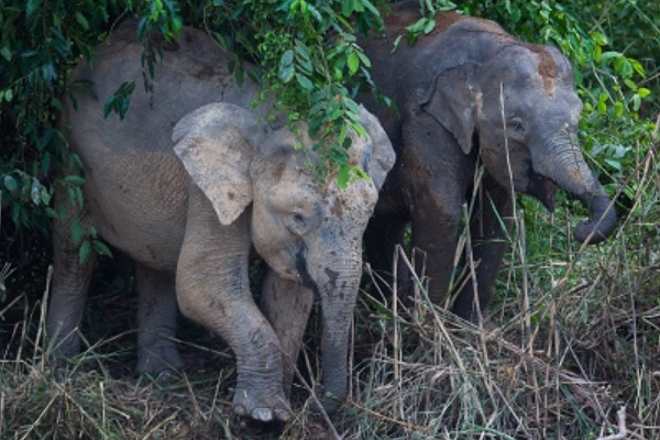 婆罗洲象 世界上体型最小的象 身高不足2 5米