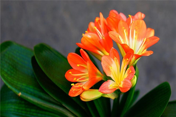 君子兰几月份开花 一般在春季开花 夏秋气温合适也开花