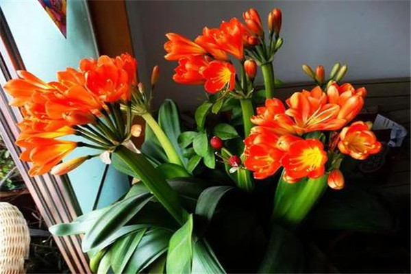 君子兰几月份开花 一般在春季开花 夏秋气温合适也开花