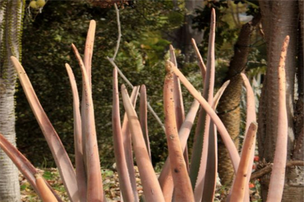 索赞芦荟 原产地为马达加斯加 属于极度濒危物种