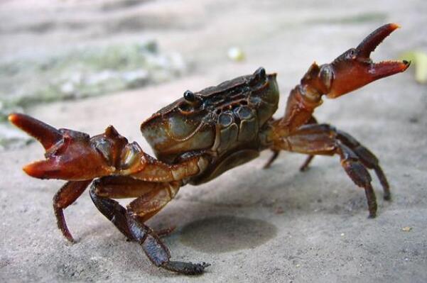 螃蟹不动了是不是死了 不一定死了 怎么判断螃蟹快死了