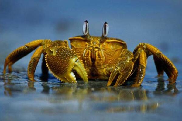 螃蟹会脱壳吗 为什么 螃蟹壳不会生长 不适合生长的螃蟹