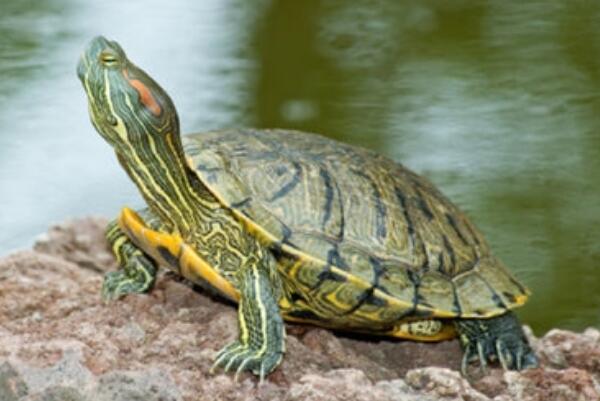 乌龟软甲病怎么治疗 让乌龟多晒太阳 补充钙质营养