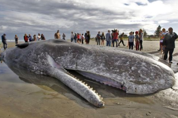 蓝鲸搁浅为什么不能救助 难以救助 会发生爆炸