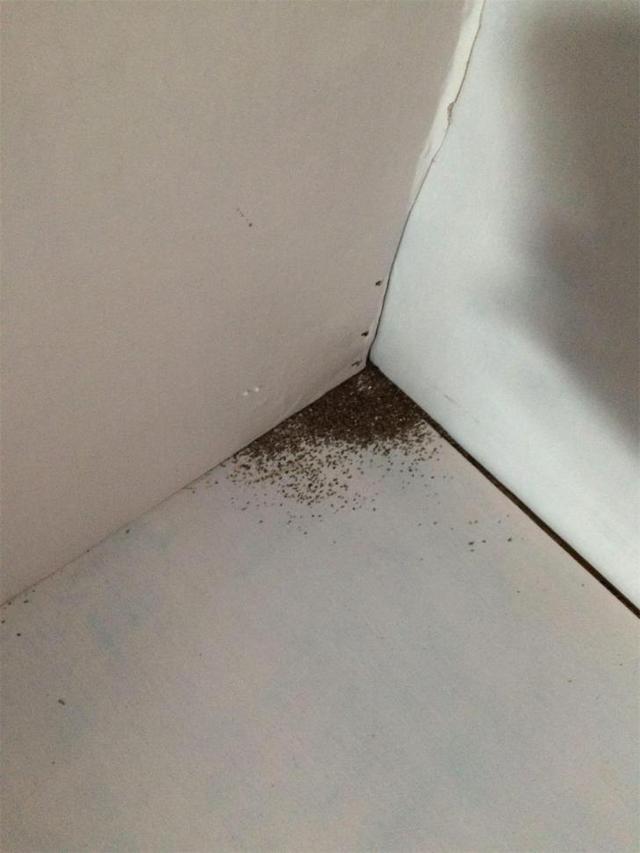 柜子生虫怎么办