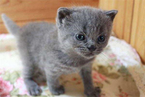 世界上最小的短毛家猫叫什么 Peebles 身长15厘米长