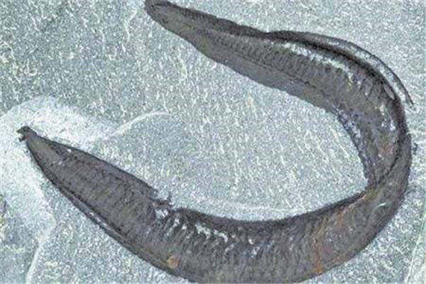 皮卡虫 又称为克鱼 来自寒武纪的生物 已灭绝
