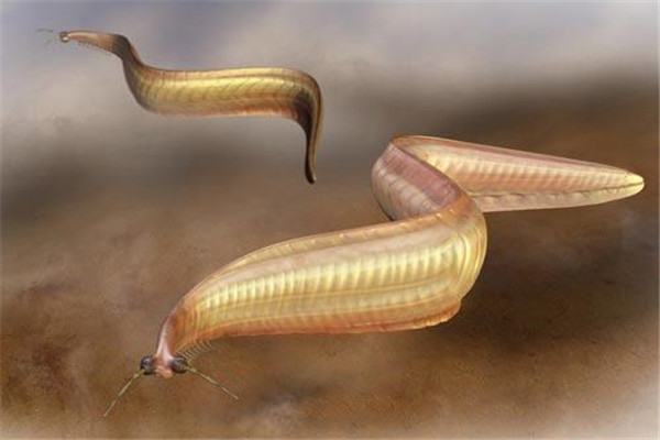 皮卡虫 又称为克鱼 来自寒武纪的生物 已灭绝