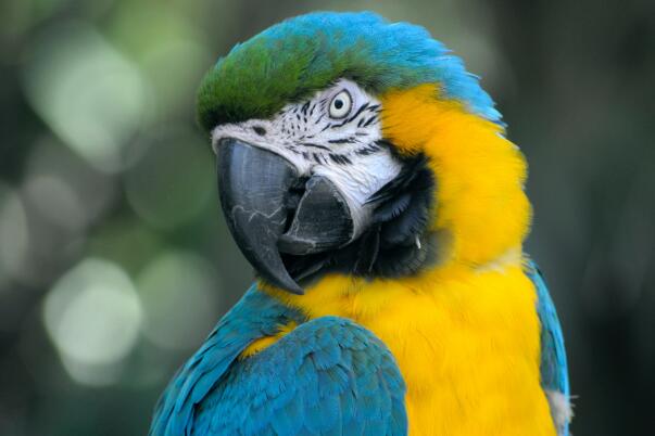 蓝翅金刚鹦鹉 重约265克 饲养面部变色 黄色变白色