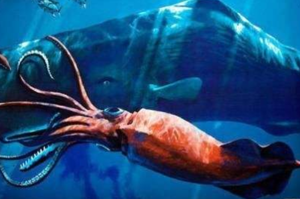 巨型乌贼 世界上最大的无脊椎动物 头足纲动物