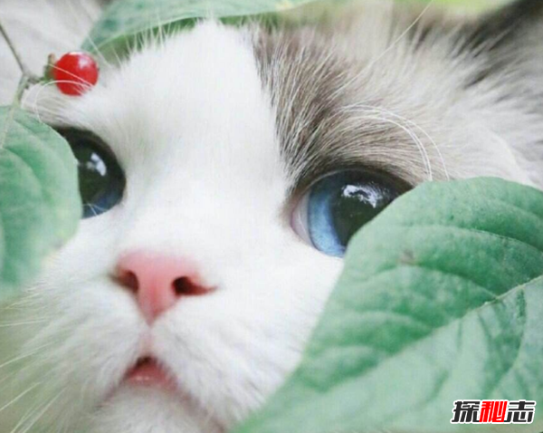 养猫后运气都变好了 猫喜欢靠近有灵气的人 无科学依据