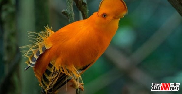 世界上最奇异的十种鸟类 第七能活90岁 第一只吃树叶为生