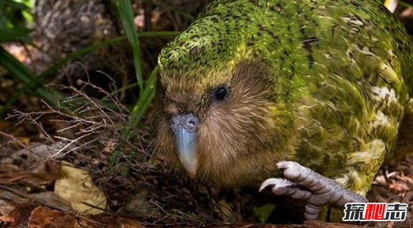 世界上最奇异的十种鸟类 第七能活90岁 第一只吃树叶为生