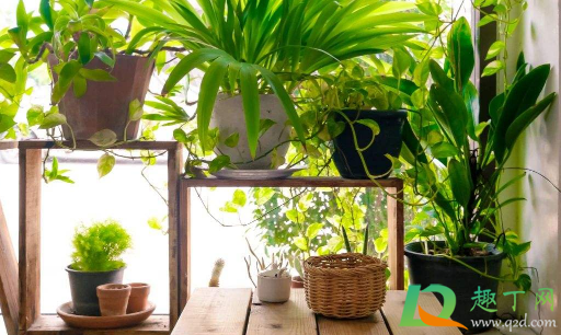 花土发霉了还能用吗 花土霉味很浓要不要换土