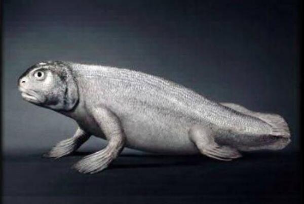 鱼到人的进化图片 鱼 提塔利克鱼 两栖动物 人 跨越亿年
