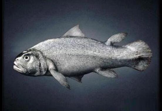 鱼到人的进化图片 鱼 提塔利克鱼 两栖动物 人 跨越亿年