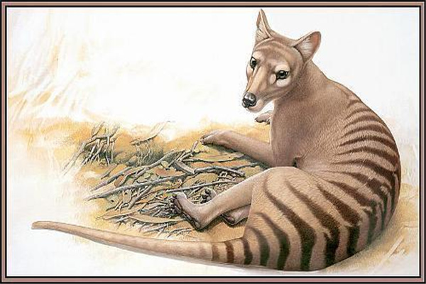 袋狼 又名塔斯马尼亚虎 现已灭绝的独特动物
