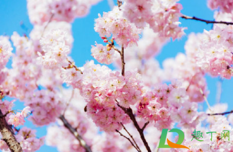 2021年3月份能去武汉大学看樱花吗 ​武汉大学3月份对不对外开放