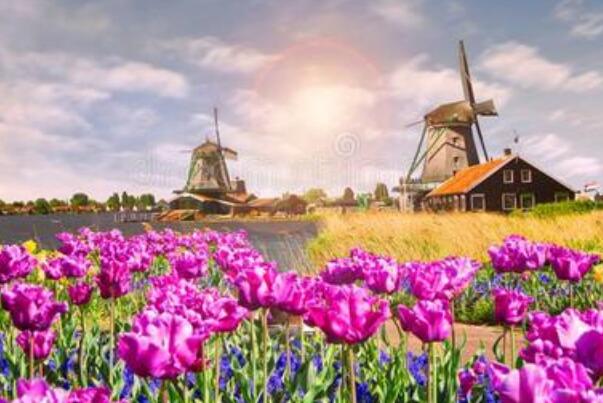 荷兰风车的作用 排水作用 旅游效益 带动荷兰发展