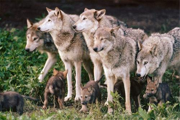 狼的祖先是什么？