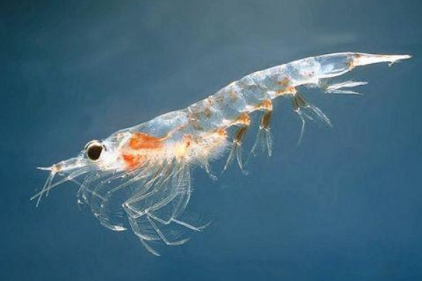 南极磷虾:一个种群中包含1-3万只(蓝鲸就依靠它生活)