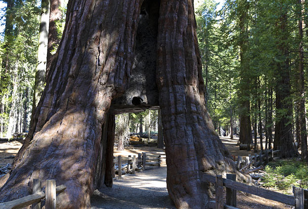 世界上体积最大的树：巨杉(产自美国加利福尼亚)