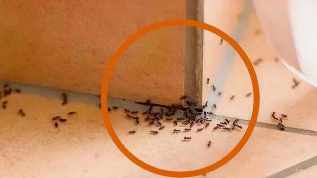 家里都是蚂蚁怎么办