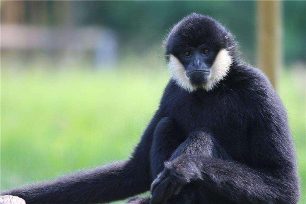 东部黑冠长臂猿：分布在中国越南地区的动物