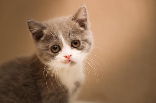 猫被吓到了怎么办