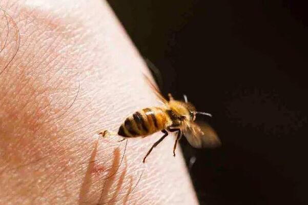 为什么蜜蜂蛰人后会死 丧失重要内脏 2到3小时死亡