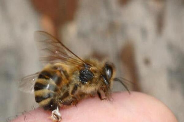 为什么蜜蜂蛰人后会死 丧失重要内脏 2到3小时死亡